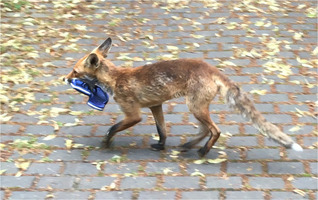 Shoe thieving fox